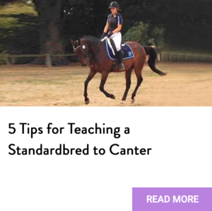 teach standardbred canter