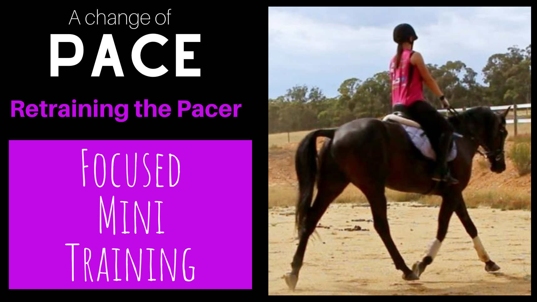 how to stop standardbred from pacing