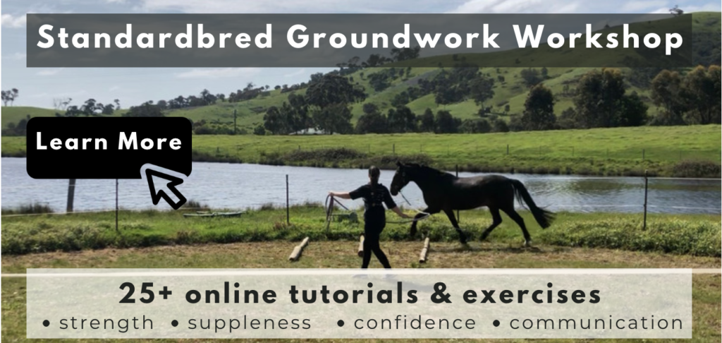standardbred groundwork