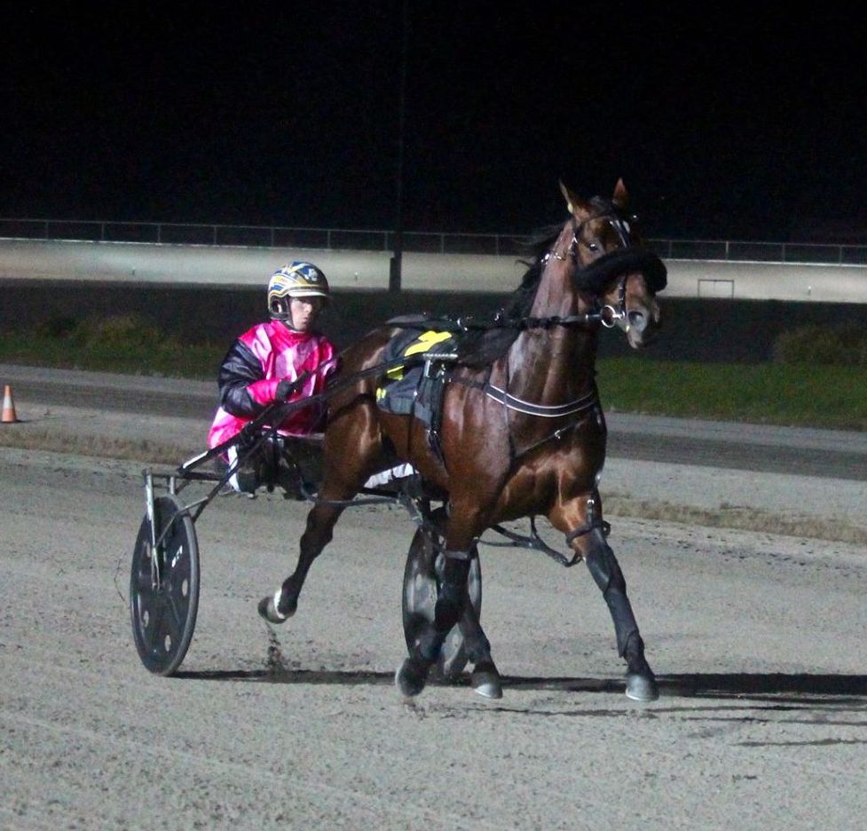 standardbred high neck