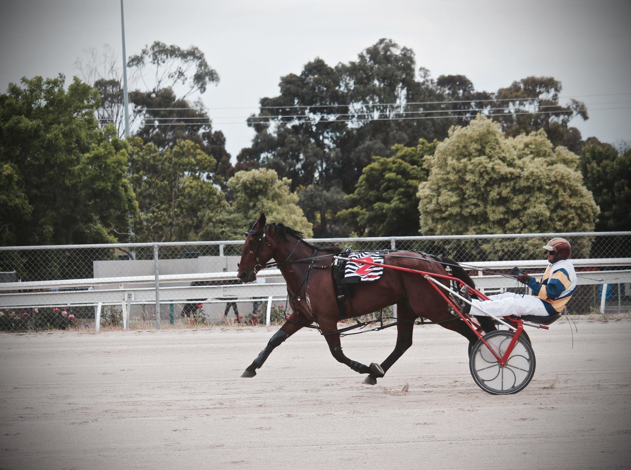 standardbred pacer