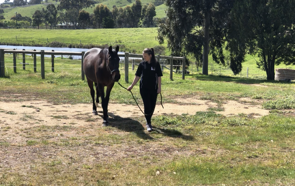 in hand training standardbred