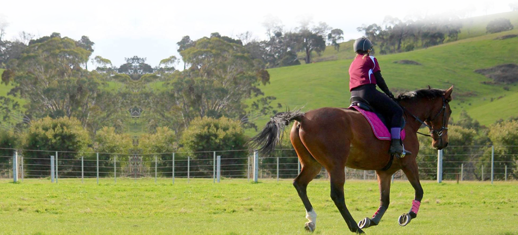 standardbred canter training